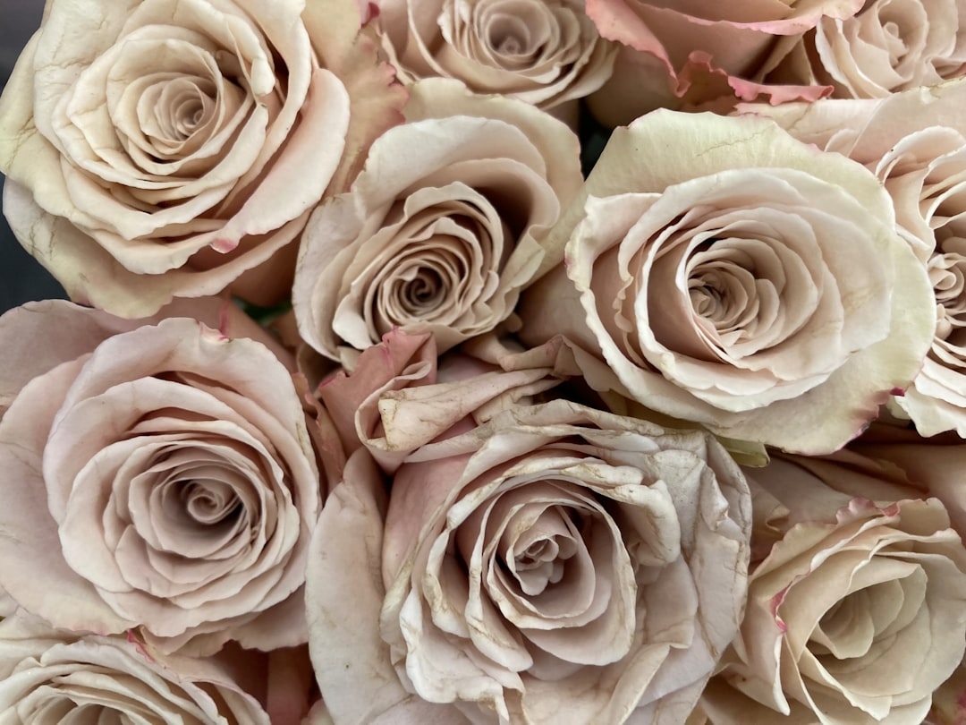 Preserved roses subscription compared