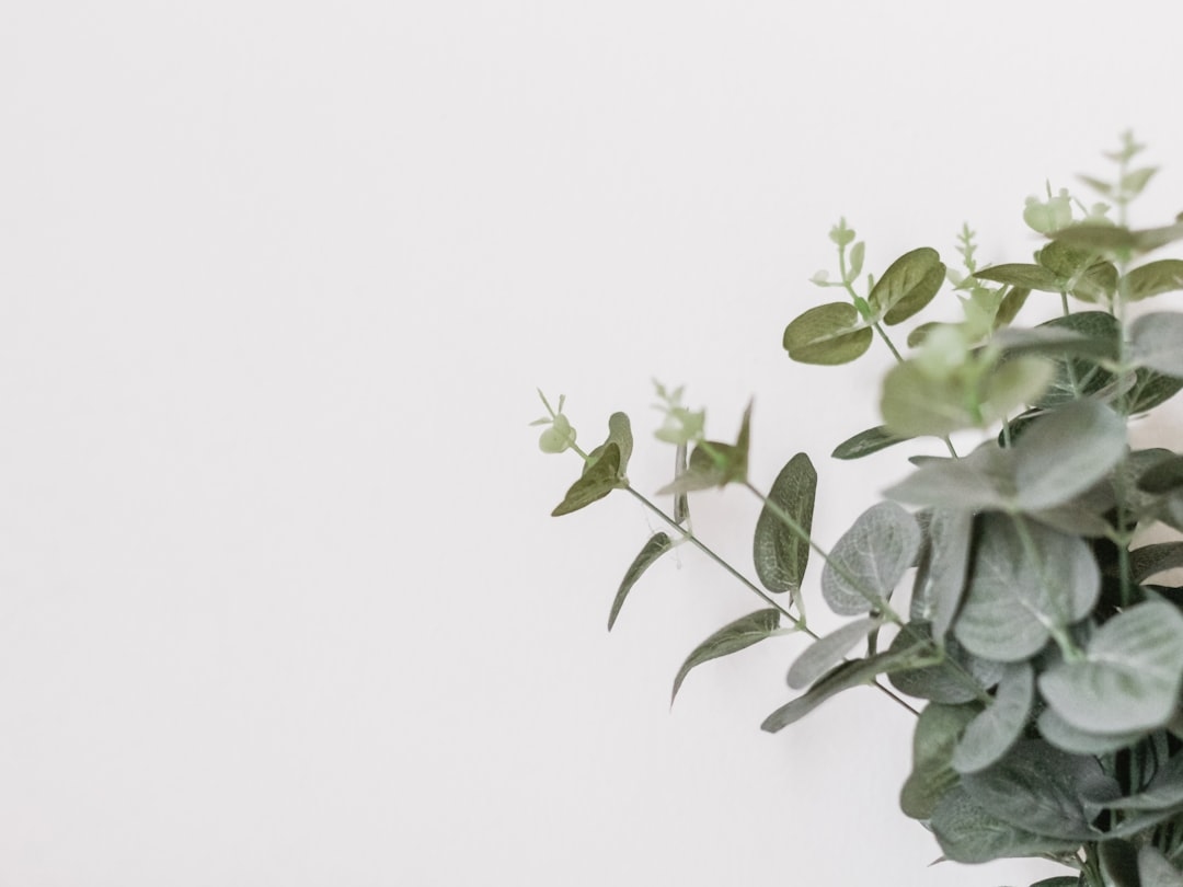 Are eucalyptus stems toxic to cats