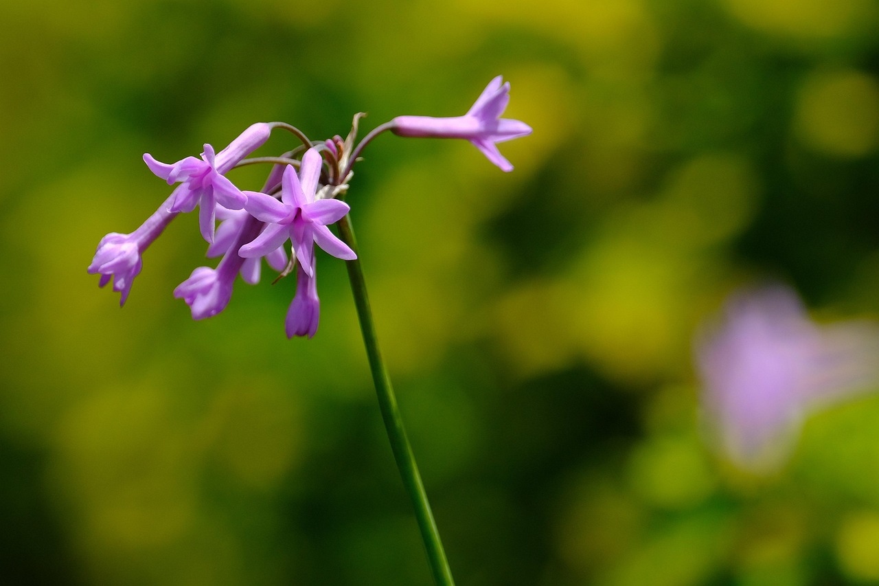 The Slow Flowers Society membership explained