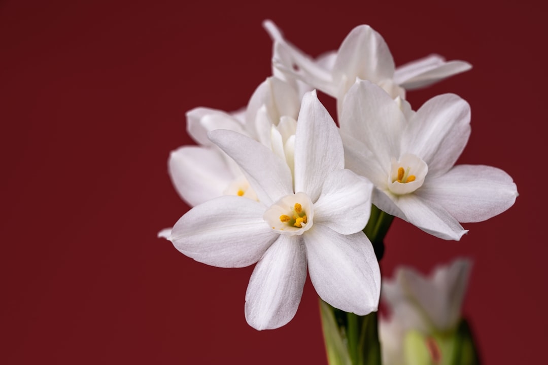 7 facts you didn’t know about freesia